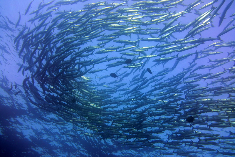 ocean, ecosystem, vertebrate, sea life, animal themes, animals in the wild, blue, sports, school of fish, aquatic, 5K, swimming, fish, outdoors, water