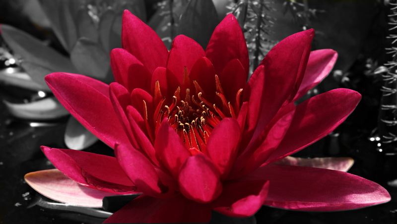 map, red water lily, background image, meditation, stamen, summer, water lily, red flower, close-up, flowering plant, pink color, pond, background, freshness