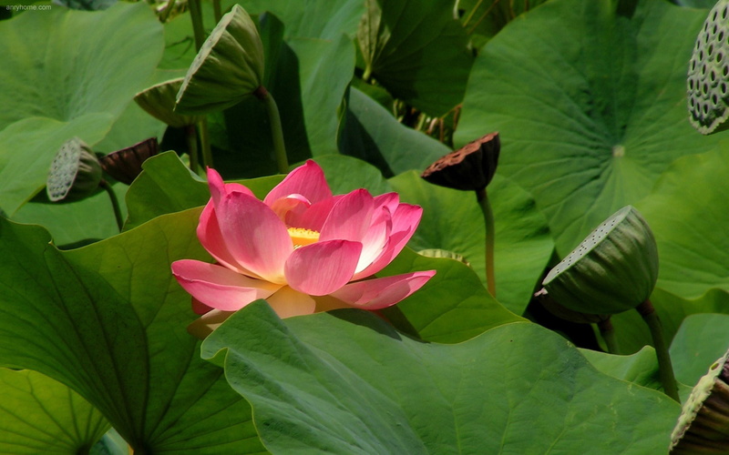 lotus Water Lily, flower Head, aquatic, lake, multi Colored, leaf, water Lily, nature, plant, backgrounds, flowering plant, thailand, no people, pink Color