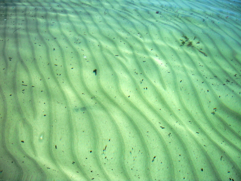 bright, pattern, marine, one animal, full frame, growth, color, Floor, 4K, day, freshness, green color, green, ocean, Sand, water, outdoor, outdoors, natural pattern