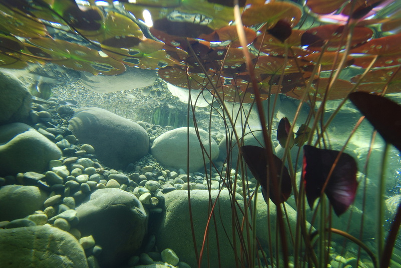 marine, leaf, Pond, Underwater, coral, nature, aquarium, plant, Plants, sea Life, school of fish, animal themes, 2K, floating plants, animal wildlife