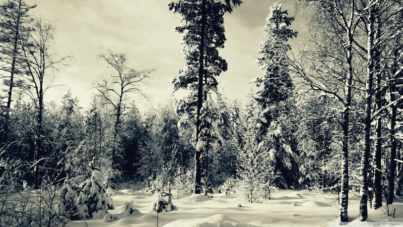 land, plant, warm clothing, tranquil scene, field, growth, greyscale, covering, 1080P, nature, woodland, forest, beauty in nature, outdoors, photo, real people