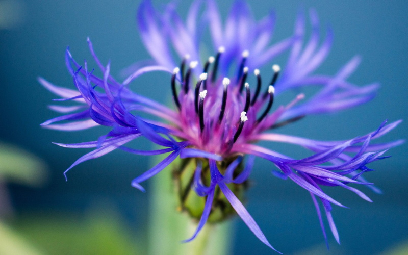 flower, nature, 1080P, plant, shot, purple, flower Head, close-up, blue, petal, macro