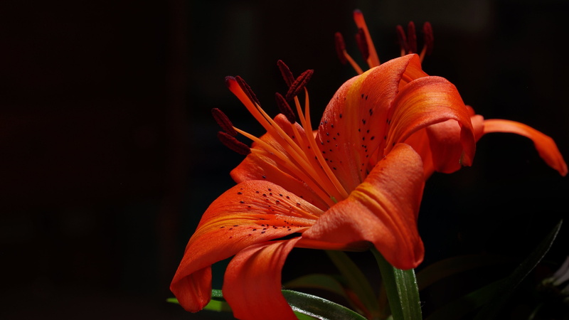close-up, inflorescence, lily, plant, flower, 4K, stamen, petal, beauty in nature, flowering plant, fragility, photography, flowers, flower head, orange color