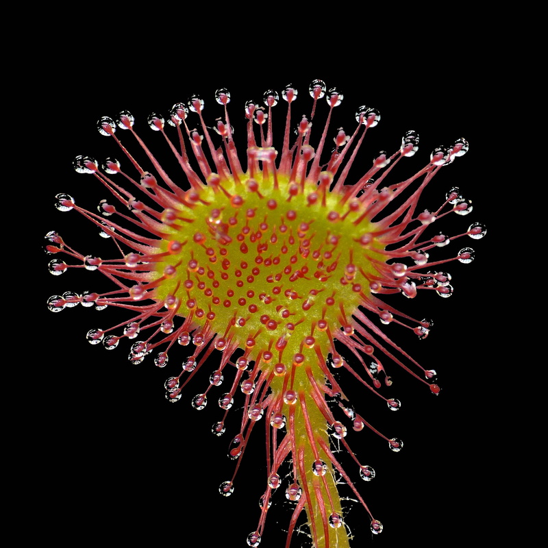 photo, selective, focus, stamen, 1080P, rotundifolia, sundew, Drosera rotundifolia, waters, biology, carnivorous plant, abstract, flower, science, drosera
