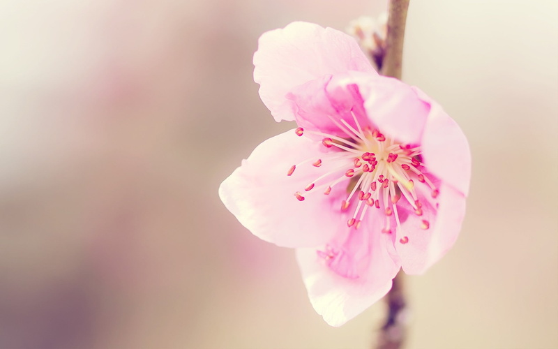 stamen, pistil, flowers, 1080P, pink, pink flowers