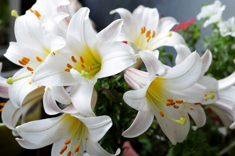 beauty in nature, nature, pollen, white color, freshness, inflorescence, flowering plant, garden flowers, lily, white, day, 4K, focus on foreground, flower