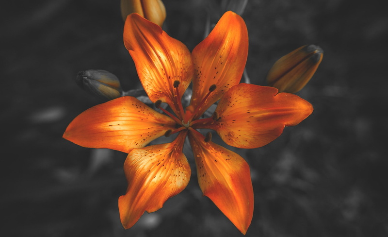 nature, stamen, flower, close-up, vulnerability, fragility, pollen, freshness, growth, lily, botany, flowering plant, petal, flowers, orange, no people