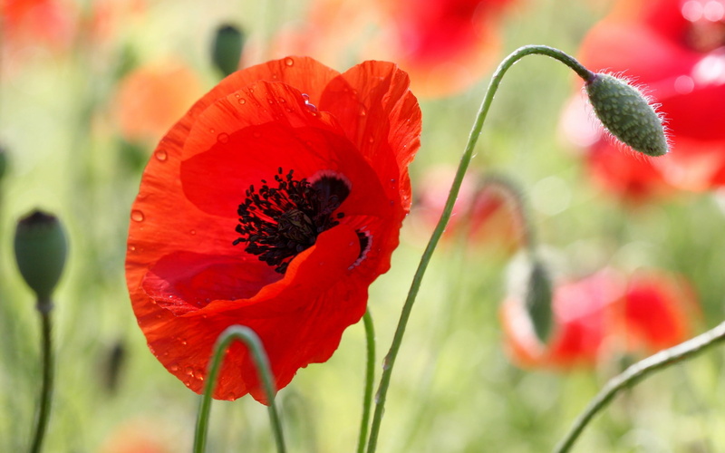 pollen, field, botany, no People, corn Poppy, formal Garden, blossom, beauty In Nature, inflorescence, 1080P, invertebrate, flowering plant, rural Scene