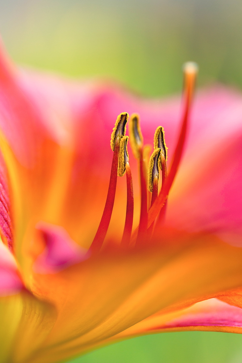 daylily, lily, stamens, closeup, beauty In Nature, orange, 5K, lilies, Colorado, floral, flower Head, close-up, flowers, nature, yellow, summer, petal