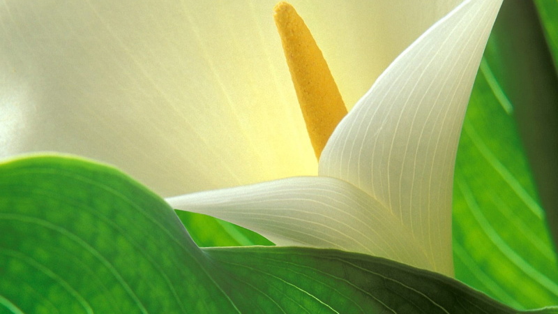 green color, vulnerability, flower, stamen, plant part, palm leaf, backgrounds, extreme close-up, lily, outdoors, freshness, tropical climate, plant, peace