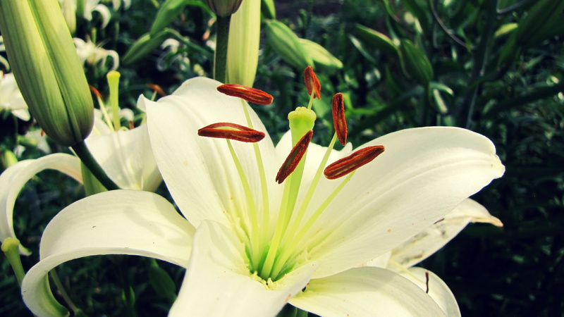 macro, growth, botany, fragility, beauty in nature, vulnerability, freshness, pollen, plants, plant, close-up, outdoors, flowering plant, white flowers