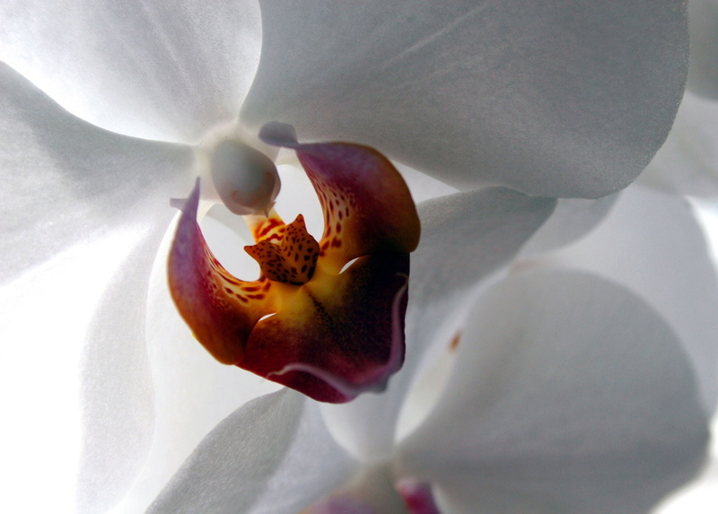 close-up, flowers, orchid, pollen, white, freshness, growth, petal, macro, white color, plant, outdoors, nature, vulnerability, stamen, moth, flower, no people
