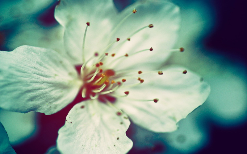 filter, no people, soft focus, nature, outdoors, vulnerability, macro, inflorescence, freshness, white flowers, fragility, petal, springtime, flower, close-up