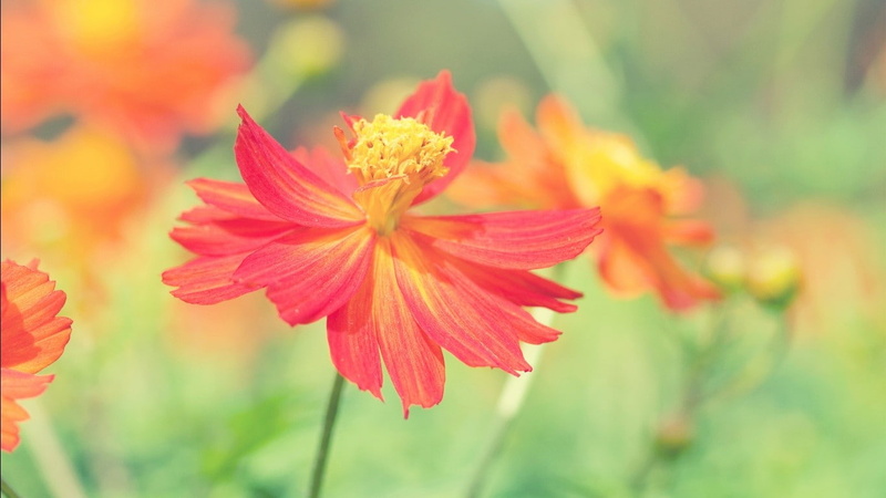 stamen, botany, flowers, orange color, plant, nature, vulnerability, flowering plant, petal, flower, day, flower head, growth, fragility, inflorescence