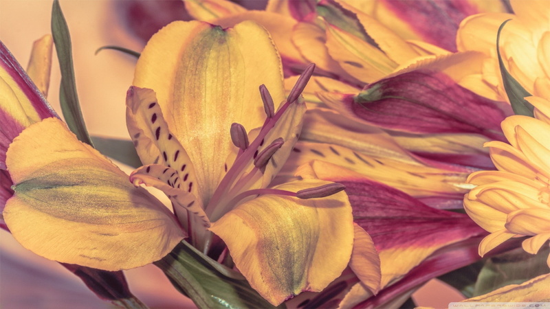 flowering plant, vulnerability, stamen, fragility, nature, no people, lily, petal, 1080P, outdoors, pollen, flower head, botany, plant, inflorescence