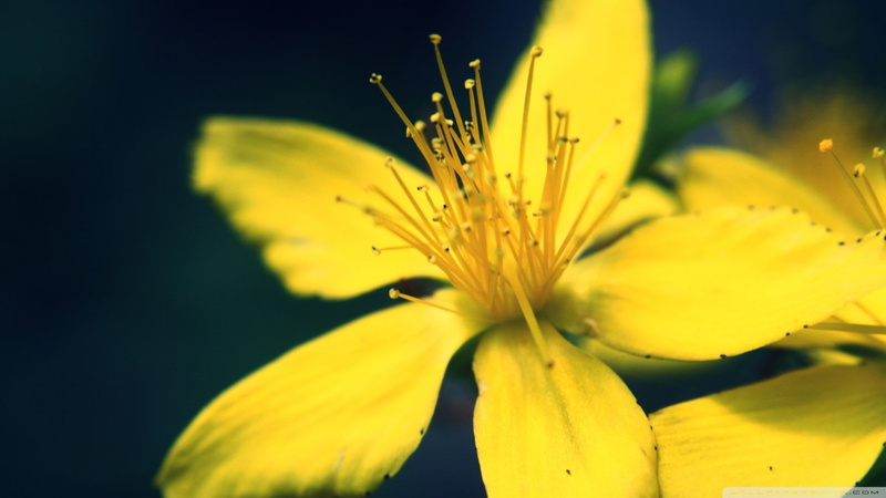 vulnerability, outdoors, flower head, nature, flowers, fragility, softness, growth, plants, selective focus, 1080P, freshness, focus on foreground, springtime