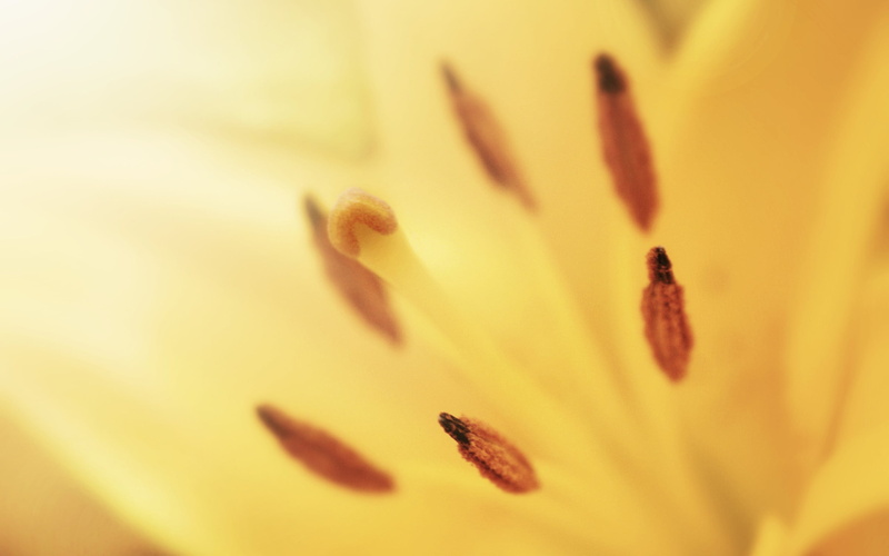 lily, growth, flower, no people, soft focus, petal, plants, yellow flowers, fragility, inflorescence, beauty in nature, selective focus, close-up, extreme close-up