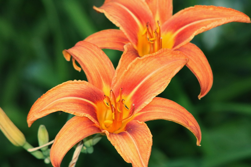 plant, petal, day lily, close-up, stamen, botany, orange color, outdoors, flowering plant, flower head, fragility, lily, focus on foreground, beauty in nature