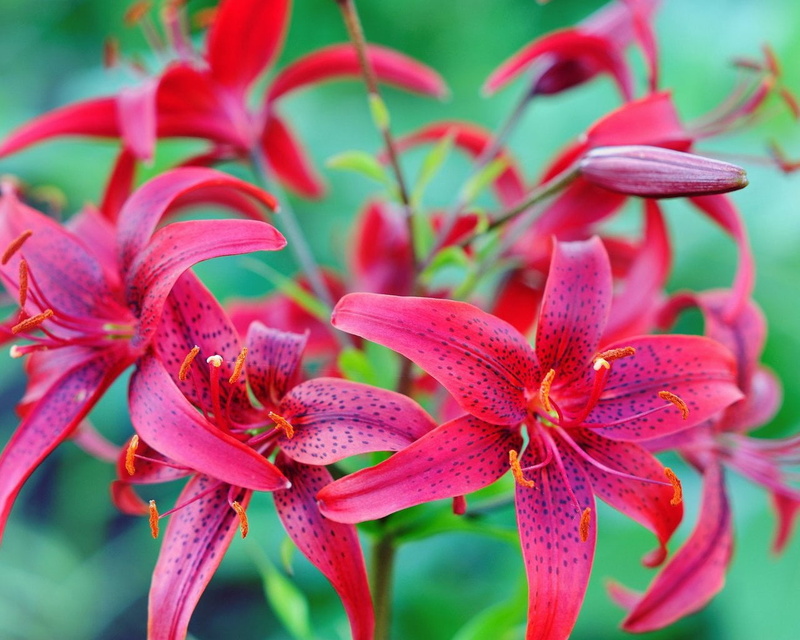vulnerability, flower, outdoors, orchid, blossom, pink Color, beauty In Nature, pollen, decoration, flowers, red, 720P, colorful, growth, flowering plant