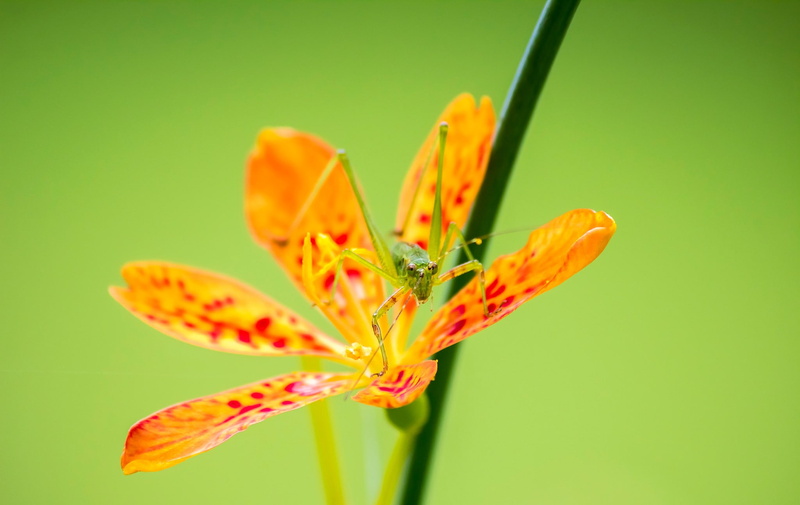 stamen, inflorescence, pollen, insect, flower, growth, macro, nature, no people, close-up, flowering plant, 1080P, freshness, selective focus, colored background