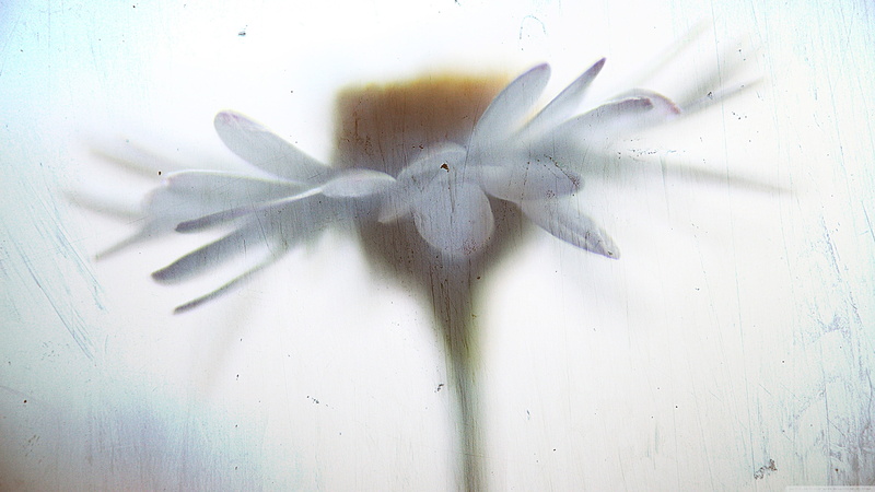 flower head, 4K, stamen, closeup, petaled, nature, white color, petal, freshness, pollen, fragility, flowering plant, inflorescence, plant, no people