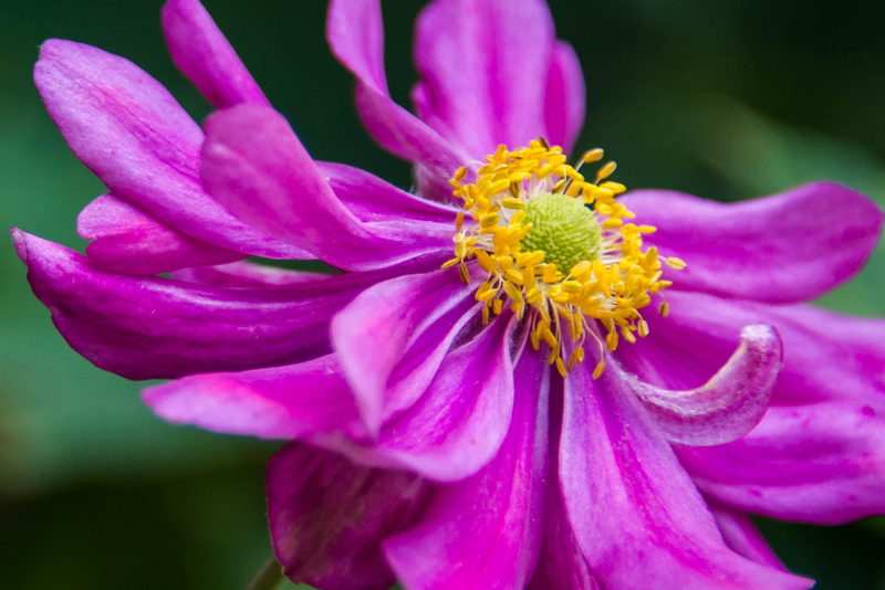 1080P, petals, mauve, flower  head, botany, DoF, D610, nature, yellow, flower Head, plant, Anemone, stamina, pink Color, close, nikkor, petal, flower  flower