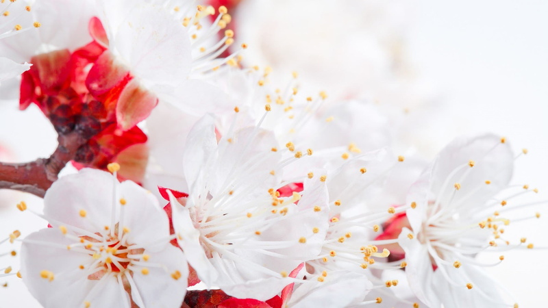 season, blossom, symbol, flora, white color, vulnerability, flowers, petal, stamen, plant, easter, holiday, pink, love, decoration, color, garden, drawing