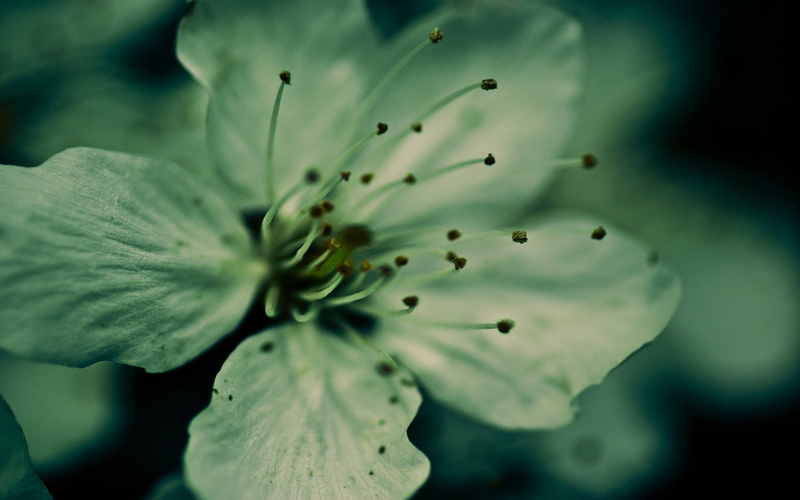 freshness, green, 1080P, flowering plant, flower head, stamen, nature, flowers, flower, close-up, pollen, petal, outdoors, inflorescence, growth, blue