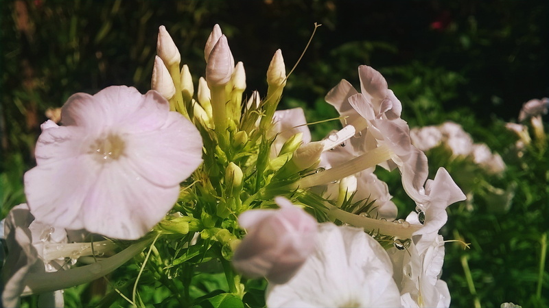 stamen, flowering plant, fragility, day, white flowers, petal, vulnerability, beauty in nature, selective focus, flower, focus on foreground, growth, pink color