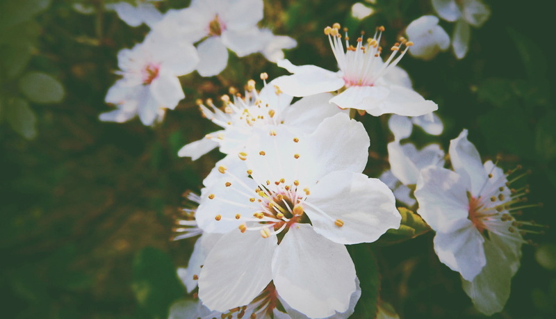 inflorescence, white color, pollen, vulnerability, beauty in nature, flower head, blossom, growth, day, cherry blossom, plant, stamen, bunch of flowers