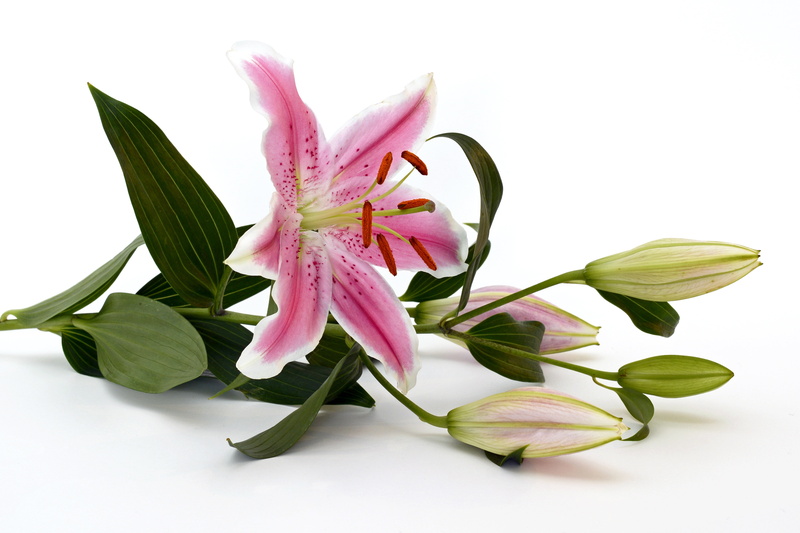 plant part, stamp, no people, pink, close, nature, leaf, indoors, white background, green, inflorescence, petal, blossom, lily, pink flower, ornamental flower