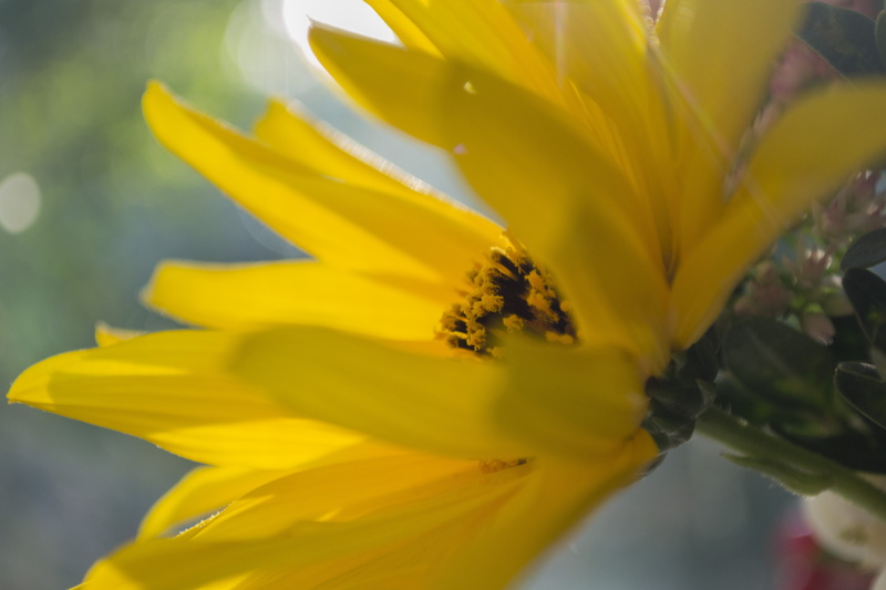 day, freshness, yellow, beauty in nature, purity, vulnerability, fragility, petal, inflorescence, flower head, springtime, spring, stamen, flowering plant