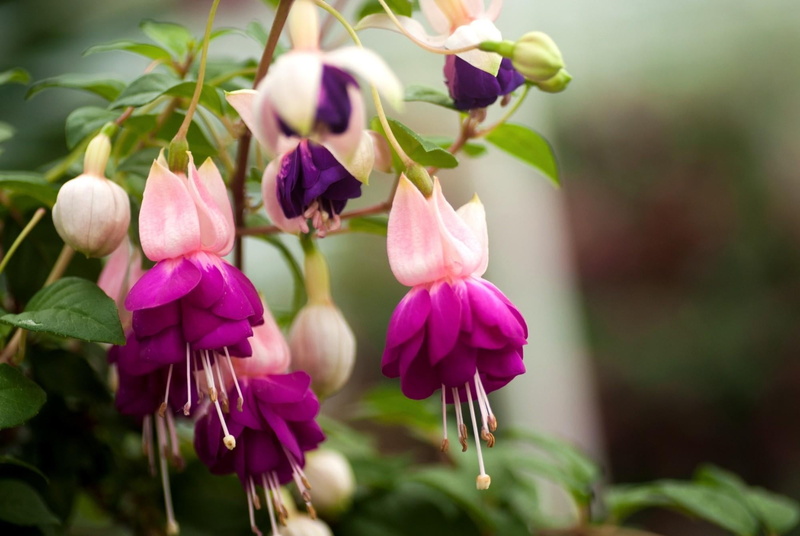 flowers, purple, decoration, stem, selective focus, fuchsia, orchid, flowering plant, plant, summer, botany, no People, growth, formal Garden, season, fragility