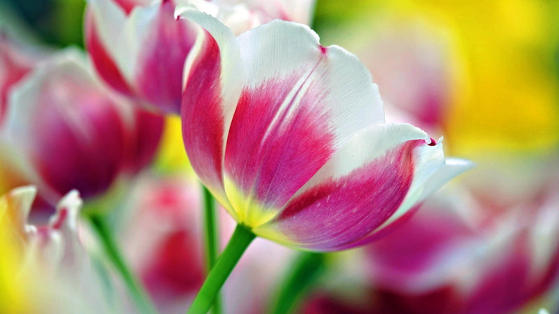 close-up, garden, floral, flowers, 1080P, netherlands, pink, bloom, bulbs, florist, vibrant, flora, pink color, soft focus, beauty in nature, field, bouquet