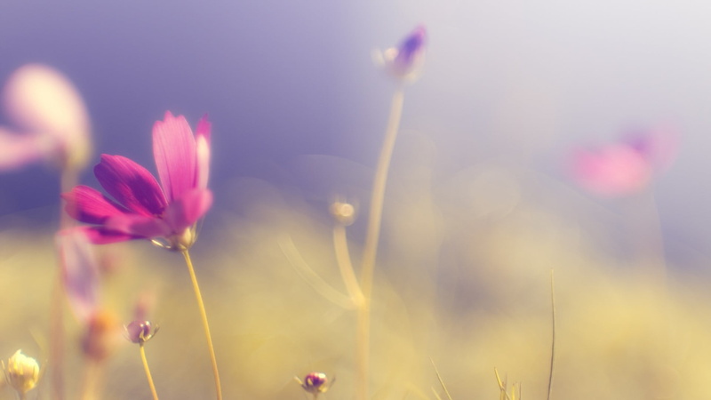 flower head, sunlight, plant stem, flower, beauty in nature, petal, growth, pink color, selective focus, flowers, no people, 1080P, plant, inflorescence