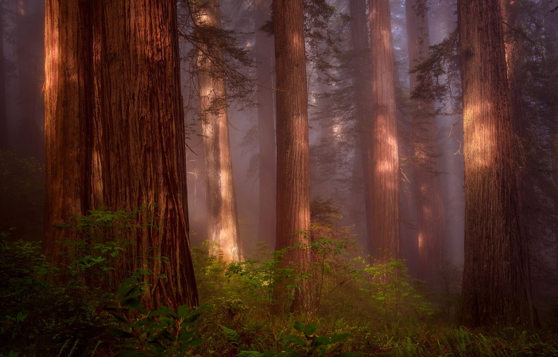 Sequoia, USA, Nature, Redwood Grove, forest, haze, Northern California, 1080P