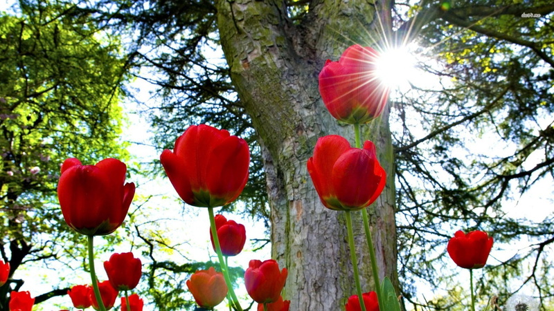 summer, plant, celebration, card, lamp, seasonal, colorful, spring, flowers, petal, flora, decoration, lantern, blossom, garden, leaf, holiday, fruit, tulip