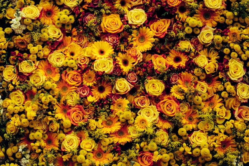 flower head, variation, yellow, 4K, large group of objects, bunch of flowers, fragility, daisies, inflorescence, floral carpet, backgrounds, vulnerability