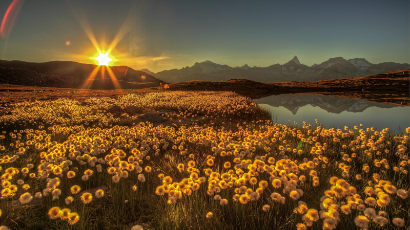 wilderness, flower, flower field, 4K, meadow, non-urban scene, lake, mountain lake, sunlight, tranquility, wildflower, mountain, switzerland, sky, sunrise