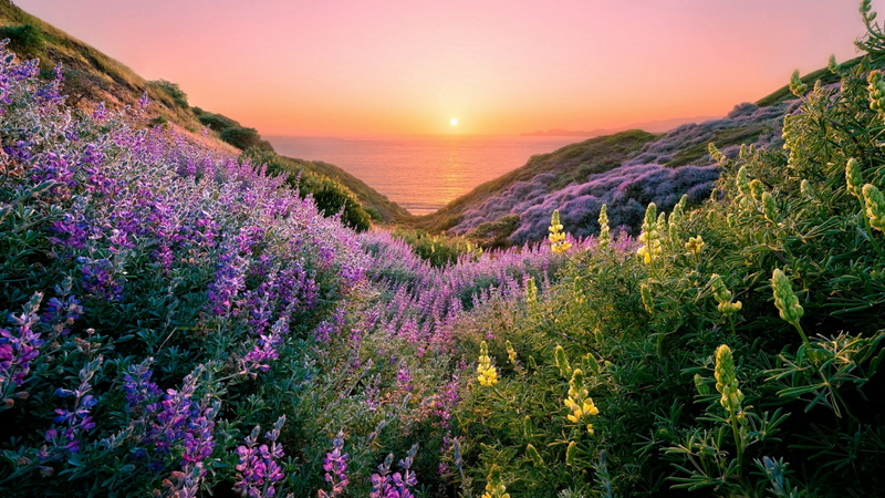 4K, landscape, valley, pink sunset, wildflower, wilderness, flower, mountain, sunlight, flower carpet, sky, vegetation, plant, meadow, flower field, sunset