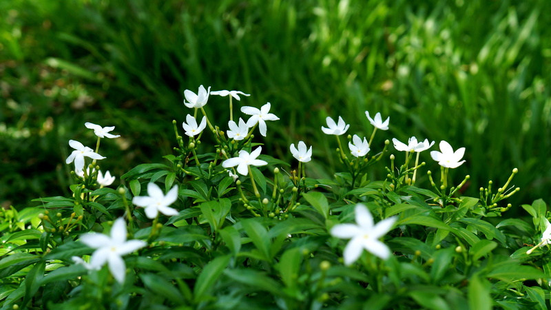 carpet white flowers, background, land, field, leaf, fragility, flower head, vulnerability, flowering plant, no people, nature, petal, flower, plant part