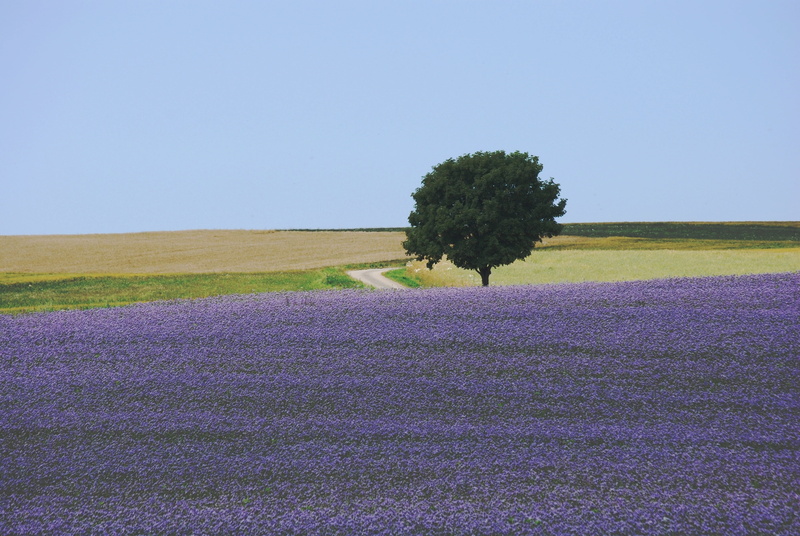 clear sky, no People, tree, field, blue, landscape, green, 4K, lilac, tranquility, sky, nature, scenics, growth, rural Scene, leafed, idyllic, grass, meadow
