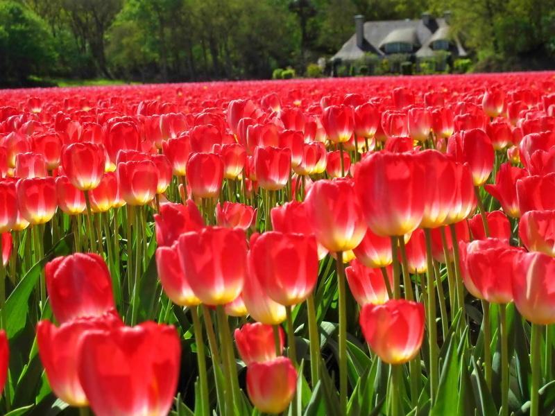 beautiful, meadow, trees, flowers, cabin, lovely, tulips, greenery, nice, carpet, red, house, 1080P, field