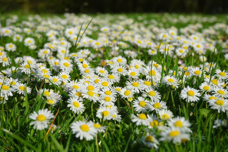 lawn flower, monatsroeserl, grass plant, m p, little daisy, flowers, composites, blossom, medicinal plant, selective focus, outdoors, Meadow, flowerbed