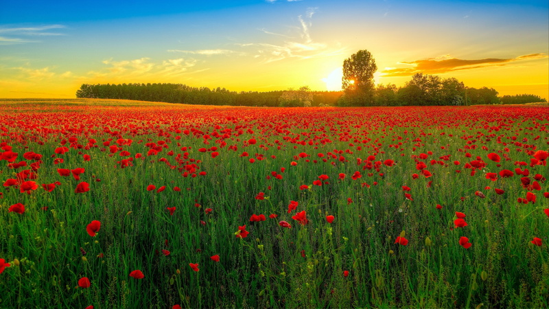 4K, sundown, poppy field, flower field, poppy, field, landscape, flower carpet, poppies, summer sunset, sunset, red flowers