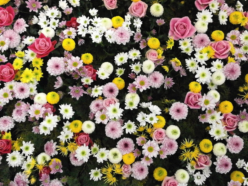 abundance, softness, springtime, petal, close up, backgrounds, no people, growth, flower carpet, flowers, pink, flowerbed, flowering plant, white, chrysanthemum