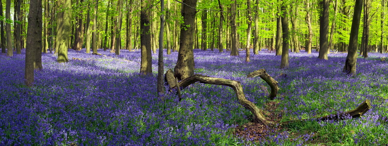 Forest, spring, flowering, 2K, UK, daytime, Ashridge Park, ENG, flower, Wood, Crawley, purple, nature, field, Hyacinthoides non-scripta, summer, Countryside