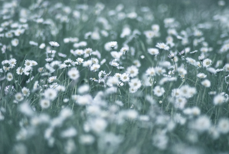 no people, spring, plant, white flower, full frame, summer flowers, cold temperature, snowflake, fields, backgrounds, country, outdoors, flower, selective focus