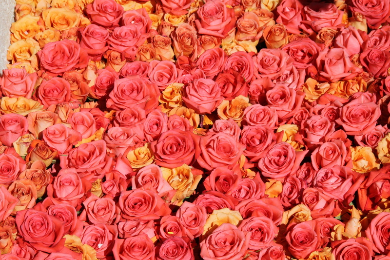 flower head, orange, full frame, flower market, close-up, carpet, flower arrangement, beauty in nature, 2K, multi colored, no people, pink color, bouquet